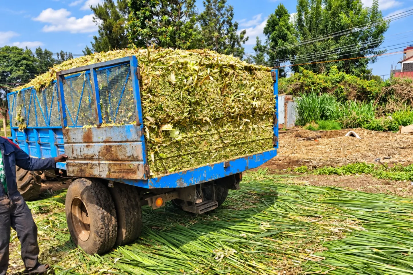 Freshly harvested fodder arrives for silage processing in Nakuru County