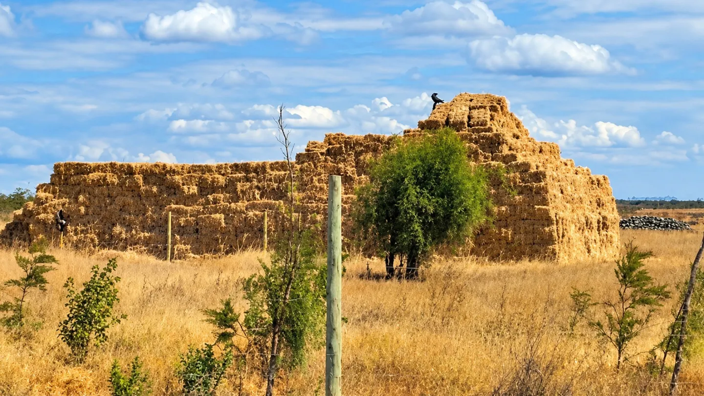 Harvested hay bales stored in open fields in Kajiado County, Kenya.
