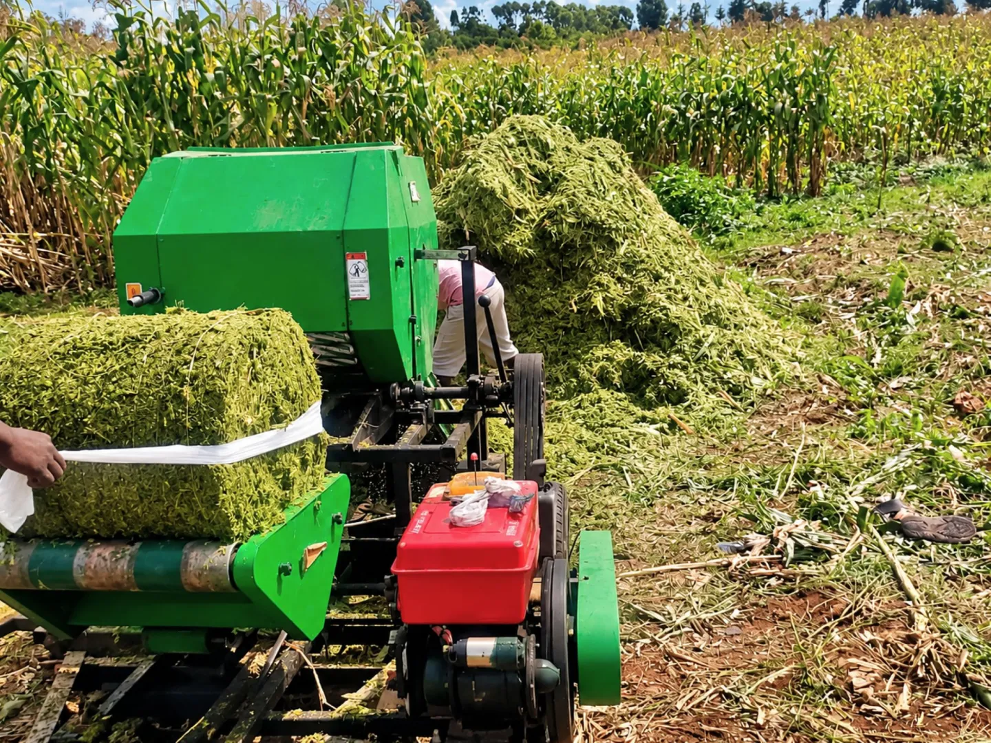 Workers use mechanized equipment to process green fodder into silage at Nduwa Farm Products in Nakuru County.
