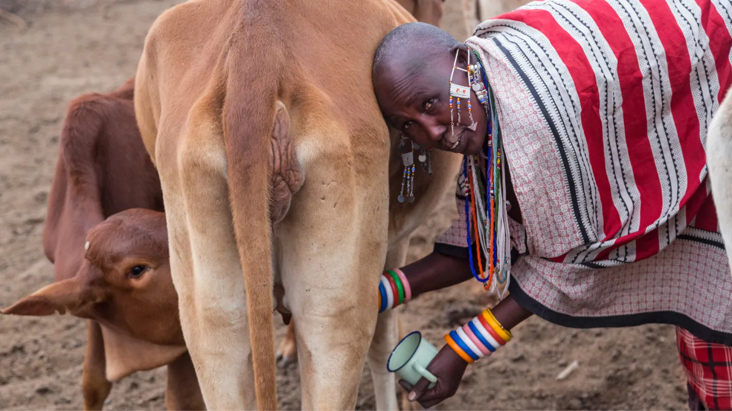 Maasai woman milking a cow. Credit: Brittak/Getty Images