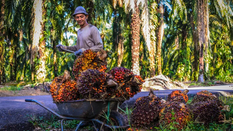 A worker in a Malaysian palm plantation