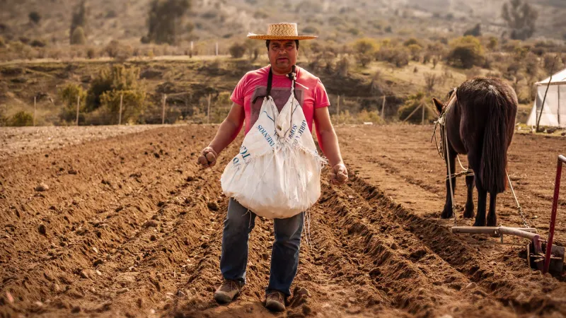Agricultor sembrando papas en Chile