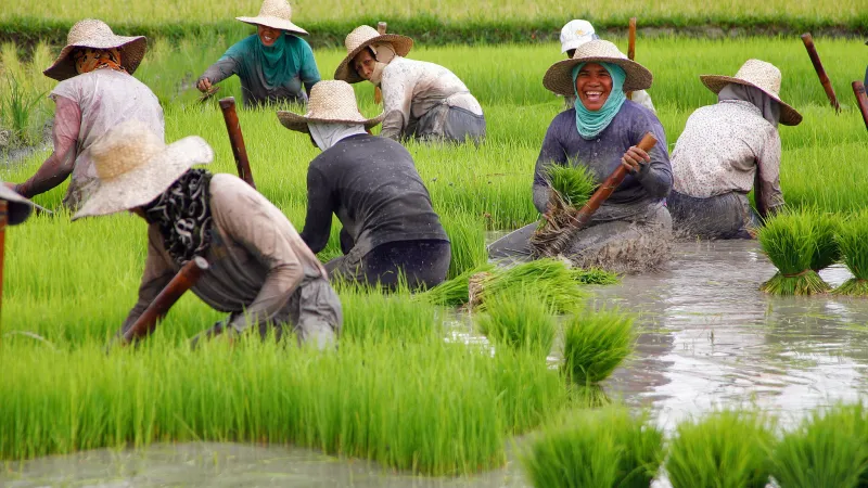 Rice farmers are harvesting rice seedlings for planting