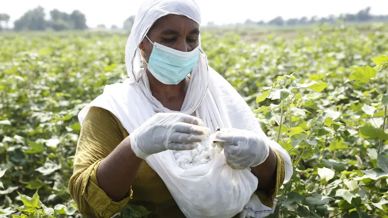 A woman picking cotton in a field of Pakistan