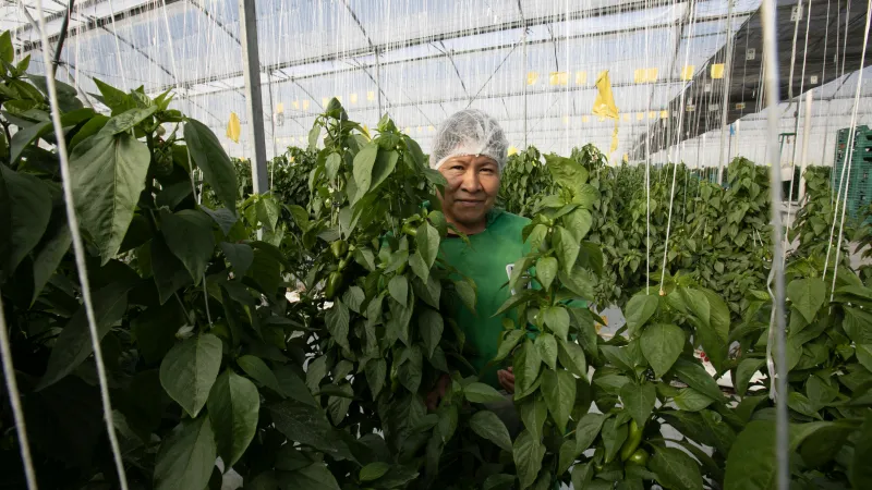 This image shows a female worker in a greenhouse producing tomato and chili in Poncitlan, Mexico. 