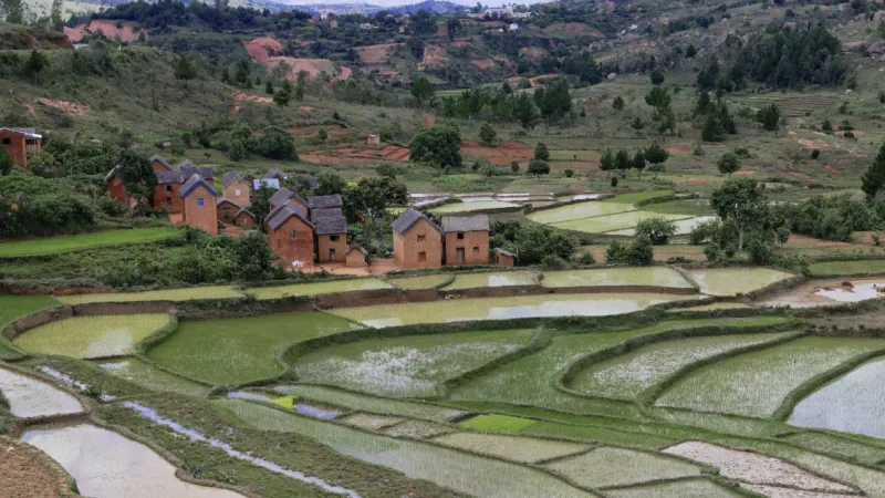 fields in Madagascar