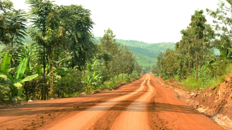 dirt road lined by trees