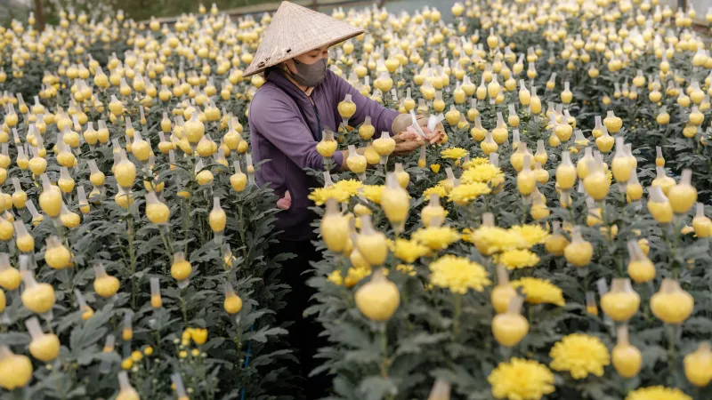 flower industry in Viet Nam