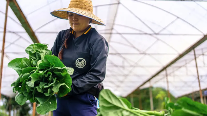 Kaew, a migrant worker in Pong Yaeng, Chiang Mai, cuts mature kale and prepares the harvest for collection by a middleman.